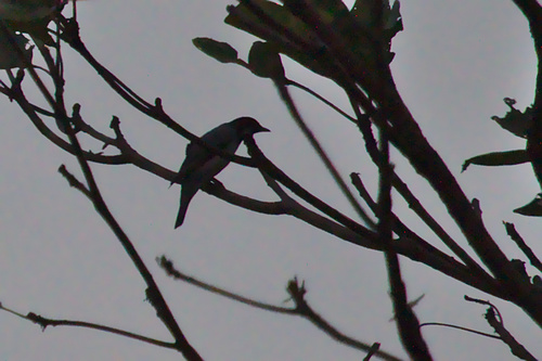 Lalage melanoptera