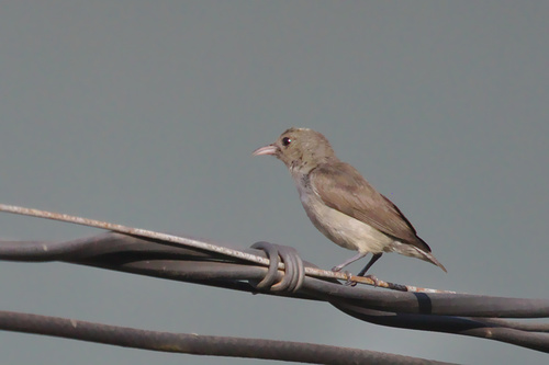 Dicaeum erythrorhynchos