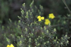 Hibbertia australis