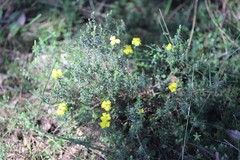 Hibbertia australis