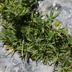 Trifolium polyphyllum