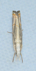 Parapediasia decorellus