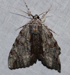 Catocala insolabilis