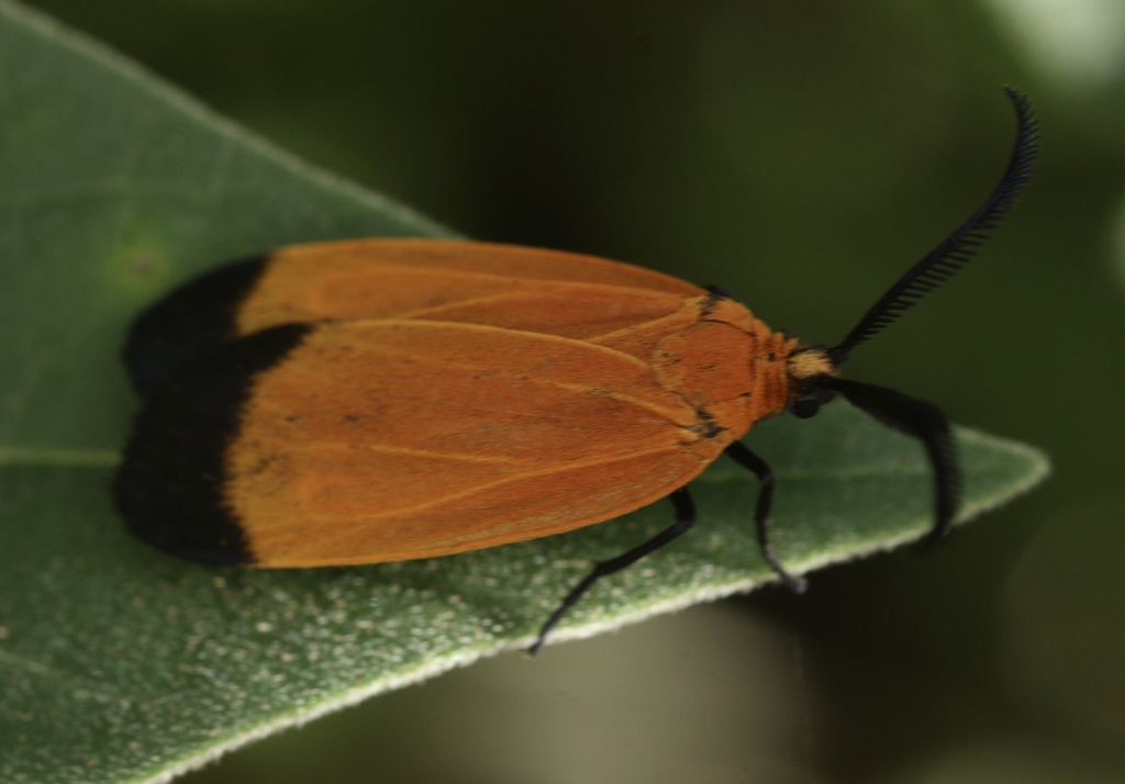Grape Leaf Skeletonizer