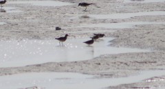 Calidris melanotos