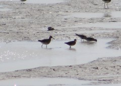 Calidris melanotos