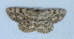 Hypomecis umbrosaria