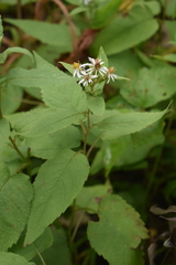 Eurybia furcata