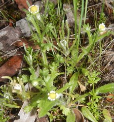 Brachyscome goniocarpa