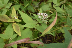 Eurybia furcata