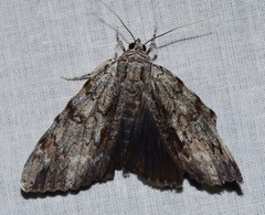 Catocala insolabilis