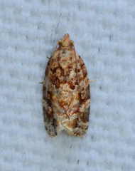 Argyrotaenia floridana