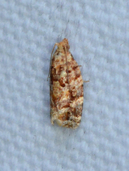 Argyrotaenia floridana