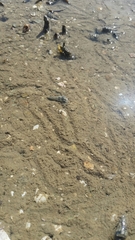 Zeacumantus lutulentus