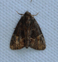 Phosphila turbulenta