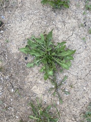 Taraxacum officinale
