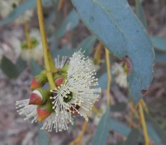Eucalyptus diversifolia