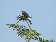 Cistothorus stellaris