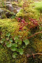 Micranthes nelsoniana