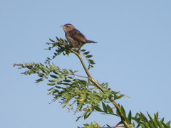 Cistothorus stellaris