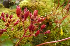 Micranthes nelsoniana