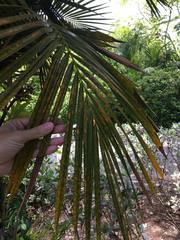 Syagrus schizophylla