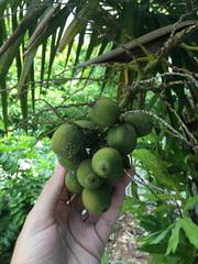 Syagrus schizophylla