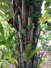 Syagrus schizophylla