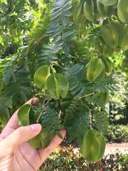 Gonopterodendron arboreum