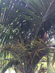 Syagrus schizophylla