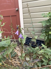 Campanula rotundifolia