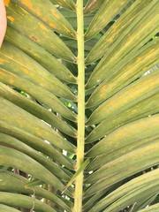 Syagrus schizophylla