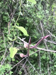 Aristolochia glossa