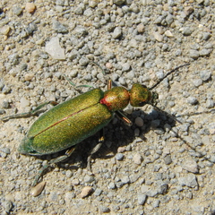 Lagorina sericea