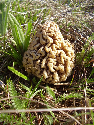 Steppe Morel