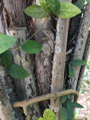 Syagrus schizophylla