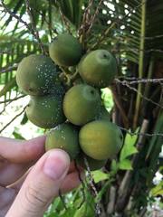 Syagrus schizophylla