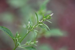 Iresine celosia