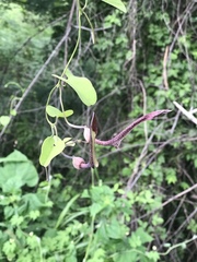 Aristolochia glossa