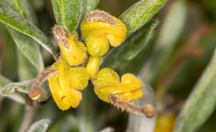 Grevillea chrysophaea