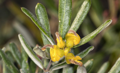 Grevillea chrysophaea
