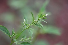 Iresine celosia