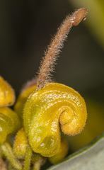 Grevillea chrysophaea