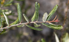 Grevillea chrysophaea