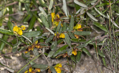 Grevillea chrysophaea