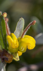 Grevillea chrysophaea