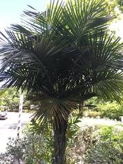 Syagrus schizophylla