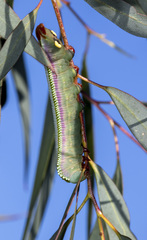Hylaeora eucalypti