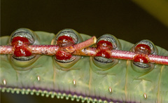 Hylaeora eucalypti