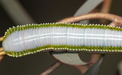 Hylaeora eucalypti